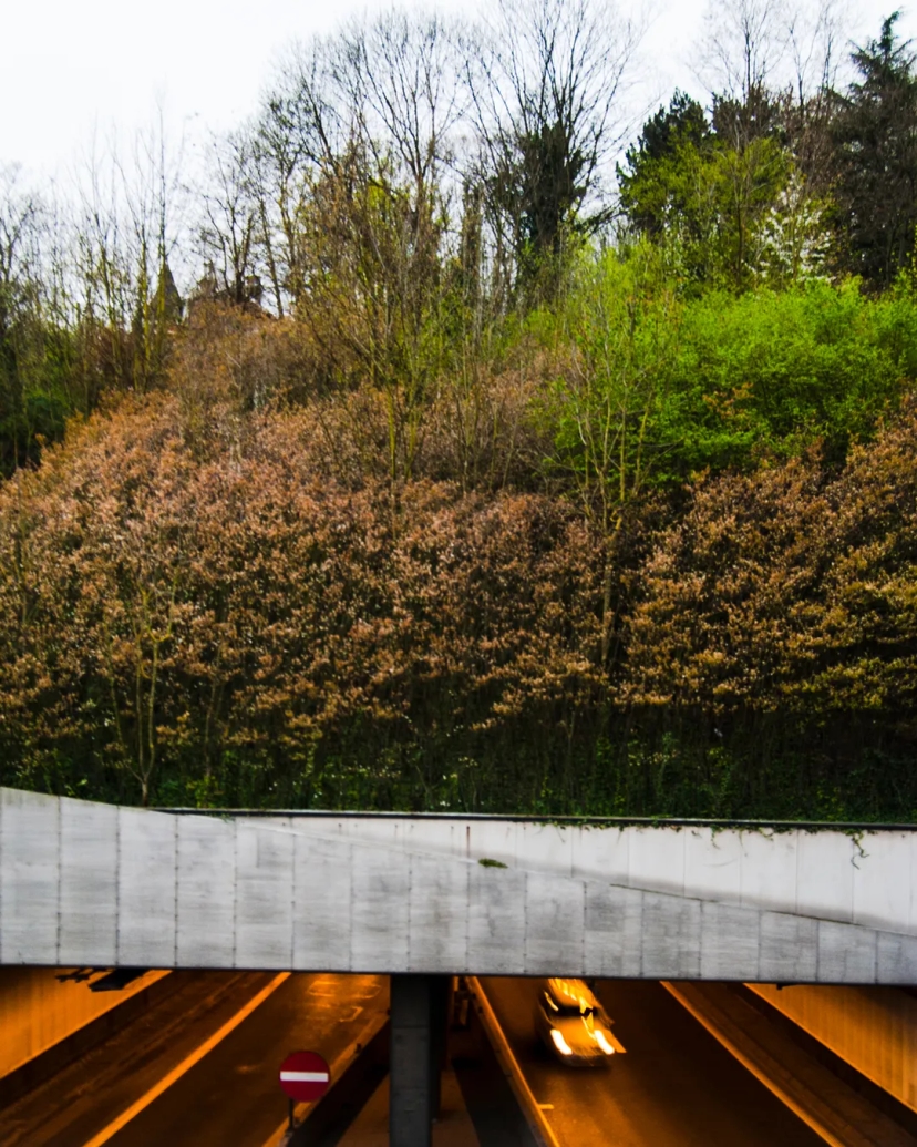 Photo de la végétation à l'entrée du tunnel de Cointe produit pour l'appel d'offre de la biennale de Venise